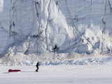 Buy Man Pullls Sled on Sea Ice in Front of Cracked, Patterned Glacier Toe at AllPosters.com