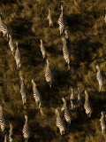 Buy Aerial of a Herd of Burchell's Zebras Walking Through Grasslands at AllPosters.com