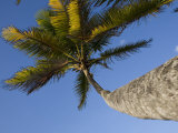 Palm Tree Flutters in a Warm Breeze