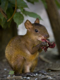Small Mammal Chewing on a Carcass