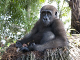 Young Gorilla in a Nest