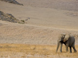 Elephant Walks Past Gemsboks Grazing in the Distance
