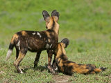 Cape Hunting Dogs, Lycaon Pictus, Alert But Resting Together