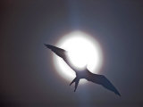 Bird Flies Directly under the Sun Creating a Sun Flare Effect