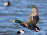 Buy Male Mallard Duck, Anas Platyrhyncho, in Flight over Water at AllPosters.com