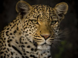 Profile Portrait of a Leopard