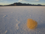 Tumbleweed on the Bonneville Salt Flats, Utah