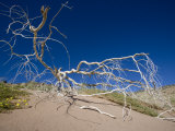 Dead Tree and Yellow Flowers Growing in Dunes under a Blue Sky