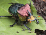 Buy Metallic Colored Male Dung Beetle with Horn on its Head at AllPosters.com