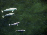 Beluga Whales Swimming