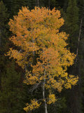 Buy Aspen Trees in Autumn Hues Among Evergreens at AllPosters.com