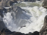 Great Blue Heron Taking Off from Rocks Near Big White Water