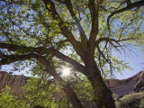 Canyon Scenery in Grand Gulch Primitive Area in Southeastern Utah