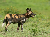 Buy Portrait of an Endangered Panting Cape Hunting Dog, Lycaon Pictus at AllPosters.com