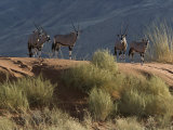 Gemsboks on Red Sand Dunes