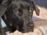 Portrait of a Black Lab at Goosenecks State Park, Utah
