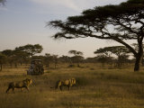 Buy African Lions Walk Through a Plain While a Safari Vehicle Looks On at AllPosters.com