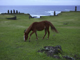Horse Grazes in Grassland with Moai at Ahu Vai Uri in the Distance