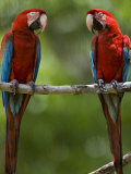 Buy Pair of Scarlet Macaws Perched on a Tree Limb at AllPosters.com