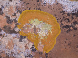 Lichen in Arches National Park, Utah
