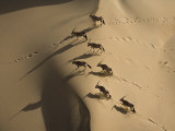Gemsbok Crossing Sand Dunes in the Desert Near the Skeleton Coast