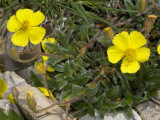Yellow Flowers of Ranunculus Montanus, or Mountain Buttercup