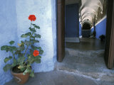 Potted Geranium at the Sprawling Santa Catalina Monastery