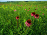 Buy Field of Purple Coneflowers at AllPosters.com