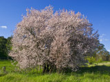 Cherry Blossoms Erupt in Spring Amongst Lush, Green Rolling Hills