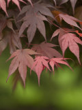 Japanese Maple Tree Leaves