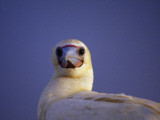 Portrait of a Female Red-Footed Booby at Sunset