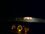 Cattle Grazing Along Remote Outback Roads Pose Great Danger to Cars