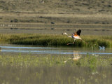 Buy Flamingo Coming in for a Landing in a Wetland Near a Duck at AllPosters.com