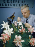 Buy Scientist Collects Pollen from Crossbred Lilies at AllPosters.com