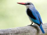 Portrait of a Woodland Kingfisher, Halcyon Senegalensis