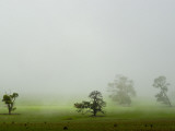 Mist and Fog Engulf a Lime Green Field and Scattered Trees in Winter