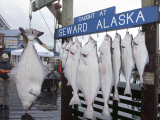 350 Pound Halibut (Pleuronectidae) in Seward, Alaska