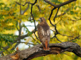 Buy Red-Tailed Hawk, Buteo Jamaicensis, Perched on a Tree Branch at AllPosters.com