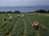 Buy Pickers in Wide-Brimmed Hats Harvest Strawberries in a Field at AllPosters.com
