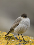 Buy Portrait of a Dark-Faced Ground Tyrant on Lichen-Covered Rock at AllPosters.com
