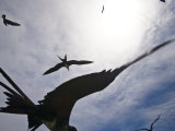 Great Frigate Birds Flying in the Sky