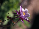 Buy Purple Columbine Flower in Bloom at AllPosters.com
