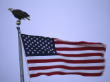 Buy Bald Eagle Sits on a Flagpole Above a Fluttering American Flag at AllPosters.com