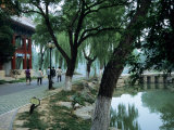 Buy Students Stroll Down a Road on the Campus of Peking University at AllPosters.com