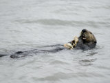 Sea Otter (Enhydra Lutris) Eating a Dungeness Crab