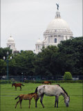 Buy Ponies Graze in Front of Calcutta Landmark, Victoria Memorial at AllPosters.com