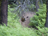 Mule Deer (Odocoileus Hemionus Californicus) at Cresent Meadow