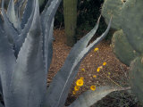 Century Plant at the Boyce Thompson Southwestern Arboretum