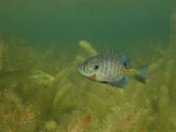 Bluegill in a Clear Pond, Large Mouth Bass Is in the Background
