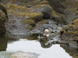 Buy Rockhopper Penguin Drinking in it's Reflection at AllPosters.com